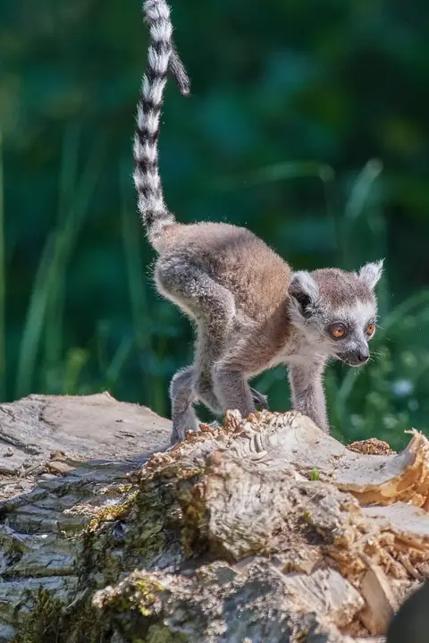 Avis sur Madagascar voyage sur mesure