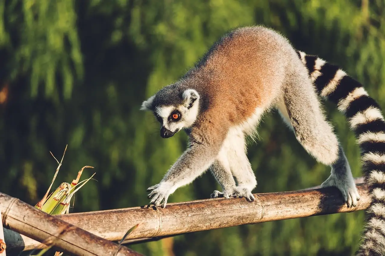 Les avis sur Cap Madagascar voyage : un incontournable à découvrir
