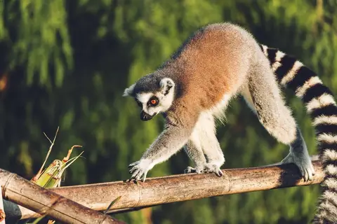 Les avis sur Cap Madagascar voyage : un incontournable à découvrir
