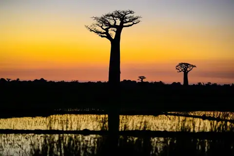 Les avis sur Madagascar : expériences de voyage inoubliables