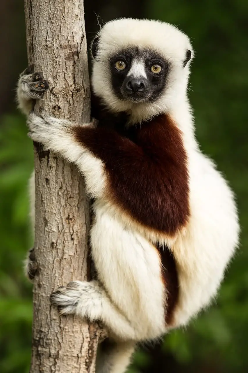 Les avis sur Madagascar voyage pas cher