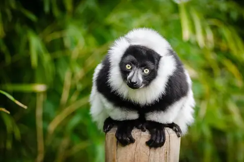 Les meilleurs avis sur les voyages à Madagascar
