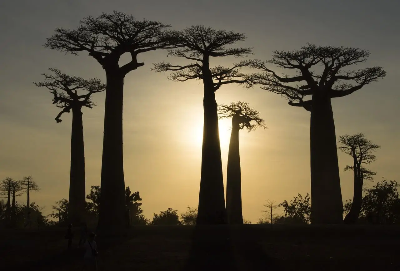 Madagascar voyage : mon avis sur l&rsquo;expérience