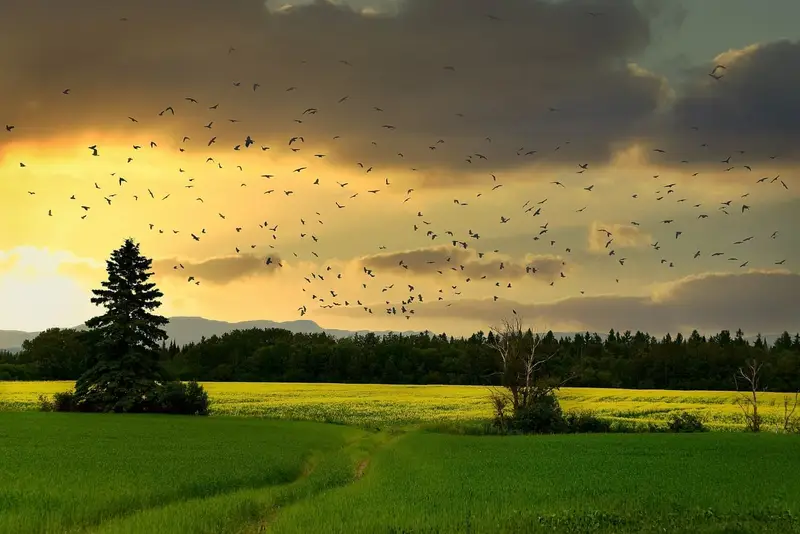 découvrez l'importance de la biodiversité pour notre planète. explorez les défis et les solutions liés à la préservation des espèces et des écosystèmes, et engagez-vous pour un avenir durable.