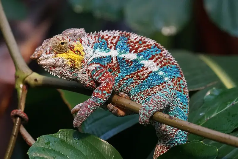 découvrez madagascar, une île tropicale aux paysages époustouflants et à la biodiversité unique. explorez ses plages de sable blanc, ses parcs nationaux riches en faune et flore, et plongez dans la culture malgache fascinante.