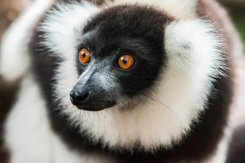 découvrez madagascar à travers des circuits uniques qui vous emmènent à la rencontre de ses paysages époustouflants, de sa faune incroyable et de sa culture riche. explorez les incontournables et les trésors cachés de cette île magnifique avec nos itinéraires personnalisés.